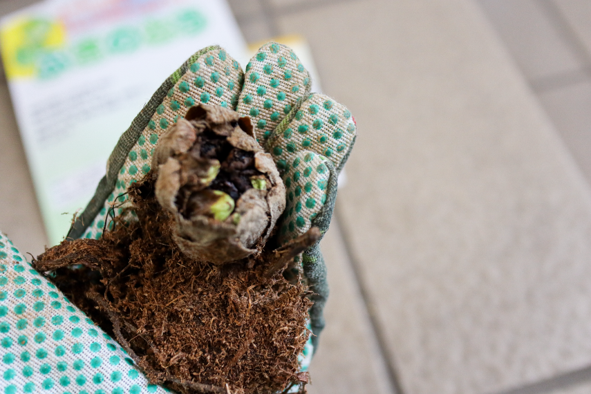 地下茎 から育てる野菜 ミョウガ ふきのとうの植え付け方法を紹介 丁寧な生活が楽しいのです 05 Actis アクティス アクティブで自立した女性のためのwebマガジン