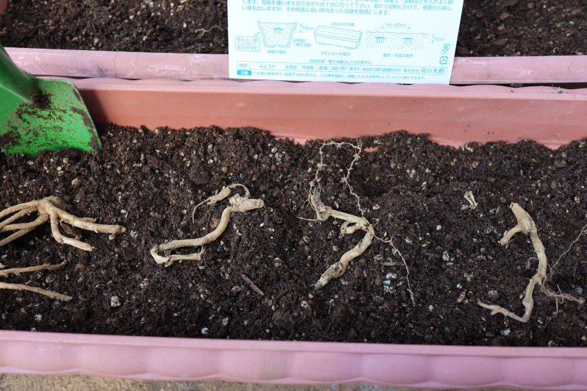 地下茎 から育てる野菜 ミョウガ ふきのとうの植え付け方法を紹介 丁寧な生活が楽しいのです 05 Actis アクティス アクティブで自立した女性のためのwebマガジン